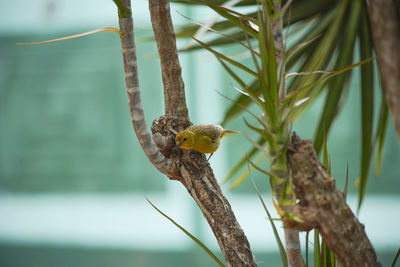 Close-up of bird perching on branch