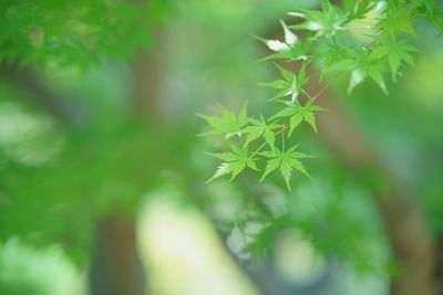 Close-up of plant