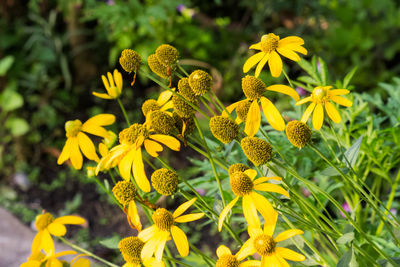 Close-up of yellow flowering plant