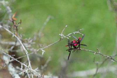 Close-up of insect on plant