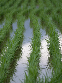 Full frame shot of plants