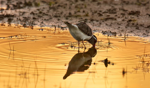 Birds perching on beach