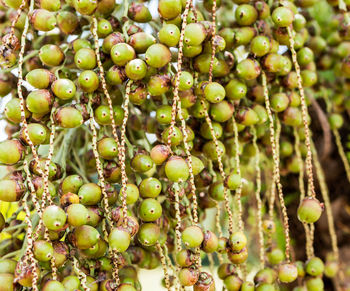 Close-up of fruits growing on plant