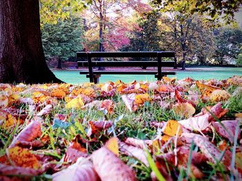 Autumn leaves on bench in park