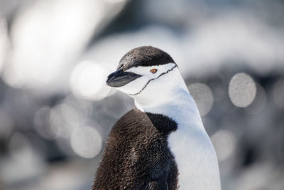 Close-up portrait of a bird