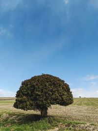 Tree on field against sky