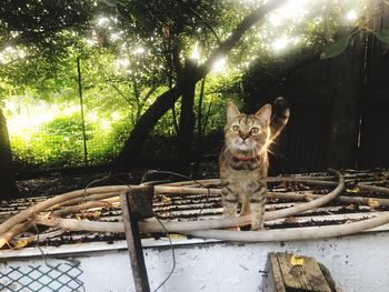 Portrait of cat sitting by tree against plants