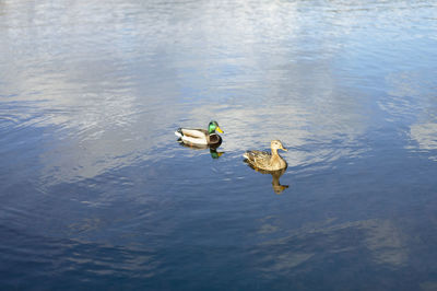 High angle view of duck swimming in lake