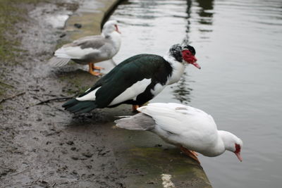 High angle view of ducks in lake