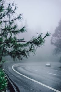 Scenic view of trees against sky