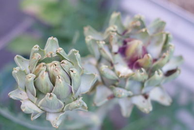 Close-up of plant