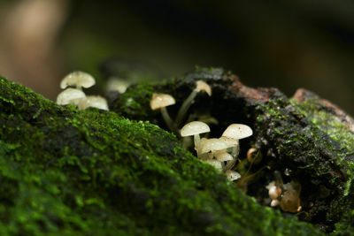 Close-up of mushroom growing on rock