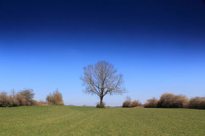 Trees on field against clear blue sky