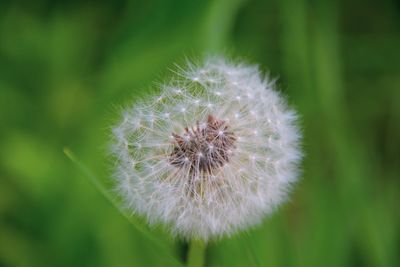 Close-up of dandelion flower