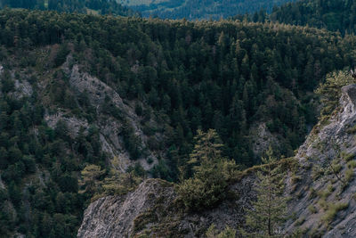 High angle view of pine trees in forest