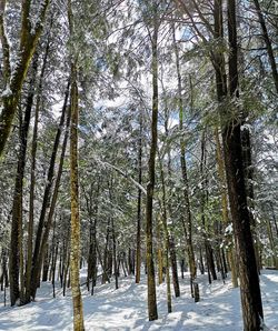 Pine trees in forest during winter