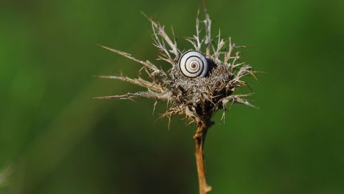 Close-up of wilted plant