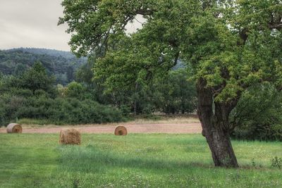 Hay bales in a field