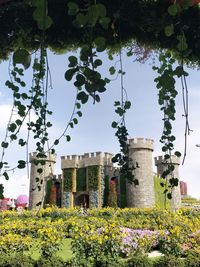 Flowering plants by buildings against sky