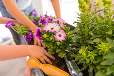 Close-up of hand holding purple flower pot