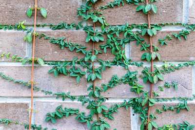 Close-up of ivy on wall