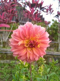 Close-up of pink flower blooming outdoors