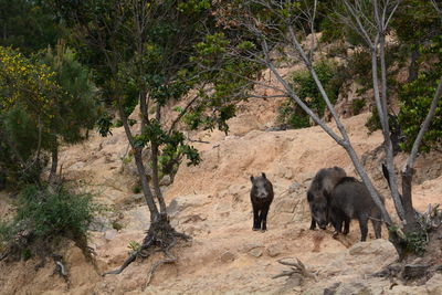 View of sheep on landscape