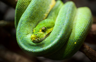 Close-up of green snake