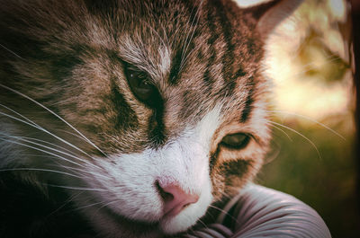 Close-up portrait of cat