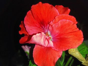 Close-up of red flower