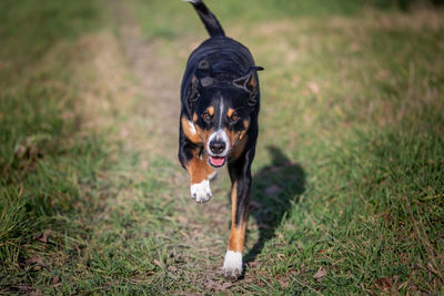 Dog running in field