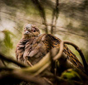Close-up of bird