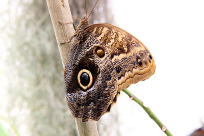 Close-up of butterfly