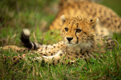 Close-up of cheetah cub lying beside mother