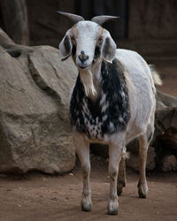 Portrait of sheep standing outdoors