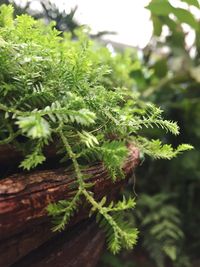 Close-up of fresh green plant