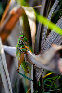 Close-up of insect on plant