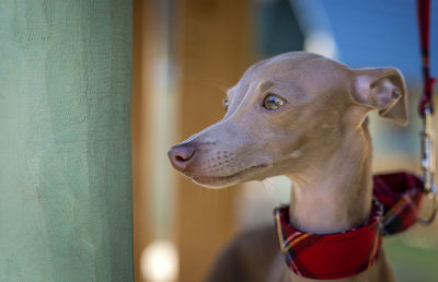 Close-up of dog looking away