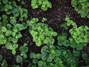 High angle view of fresh green mint plants against the soil