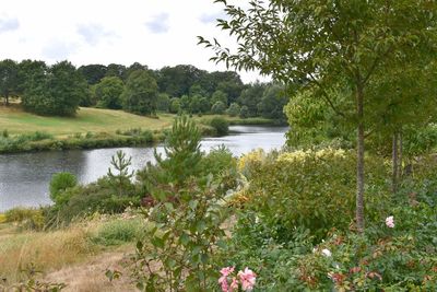 Scenic view of lake by trees against sky