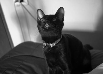 Close-up of a cat looking away