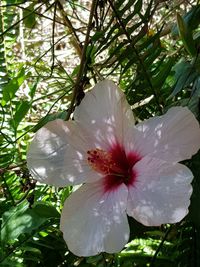 Close-up of white hibiscus blooming outdoors