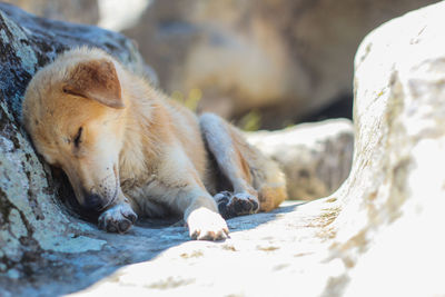 Close-up of dog sleeping