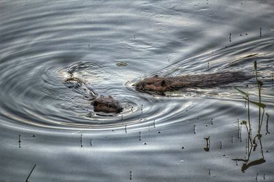 Close-up of turtle swimming in lake