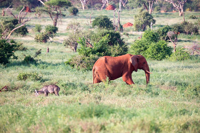 Horses in a field