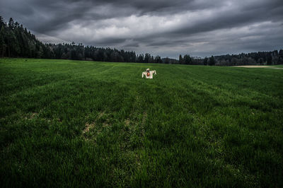 Scenic view of grassy field against sky