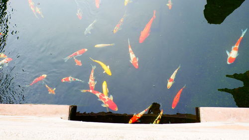 High angle view of koi carps swimming in lake