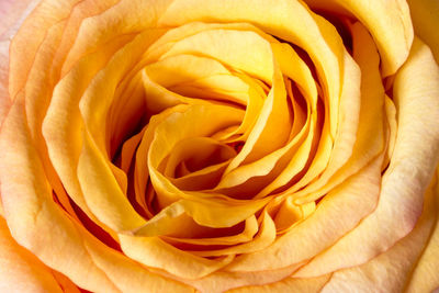 Close-up of yellow rose
