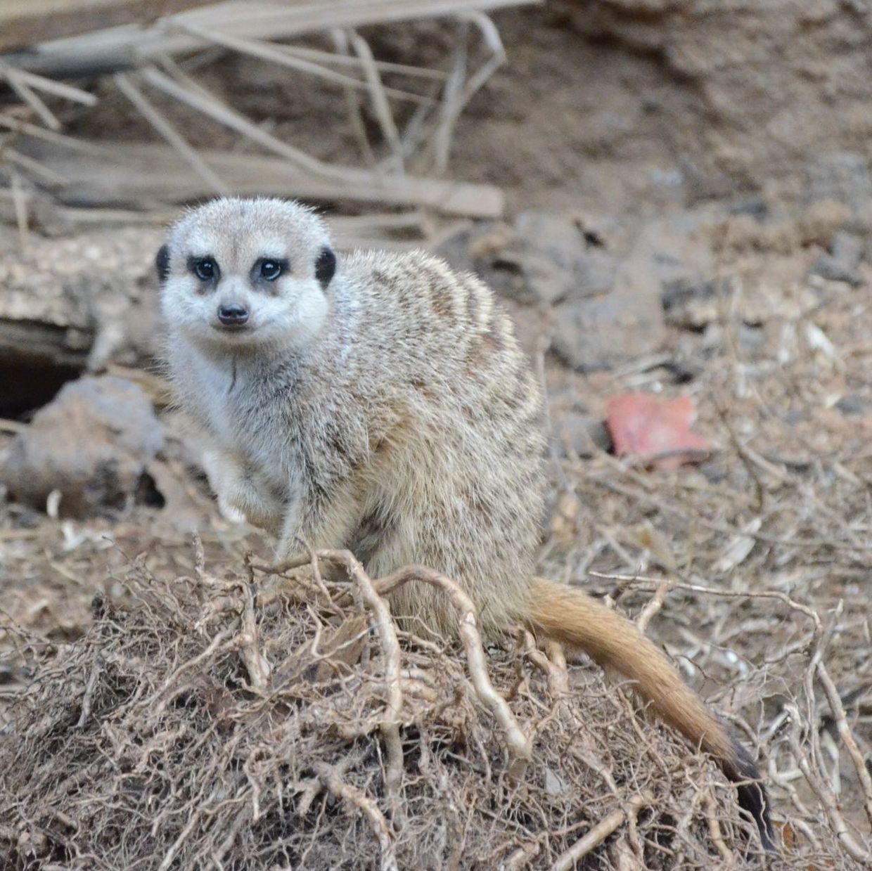 animal themes, one animal, animals in the wild, wildlife, mammal, focus on foreground, field, nature, sitting, close-up, outdoors, portrait, day, no people, looking at camera, forest, full length, zoology, young animal