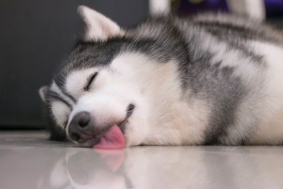 Close-up of dog sleeping at home